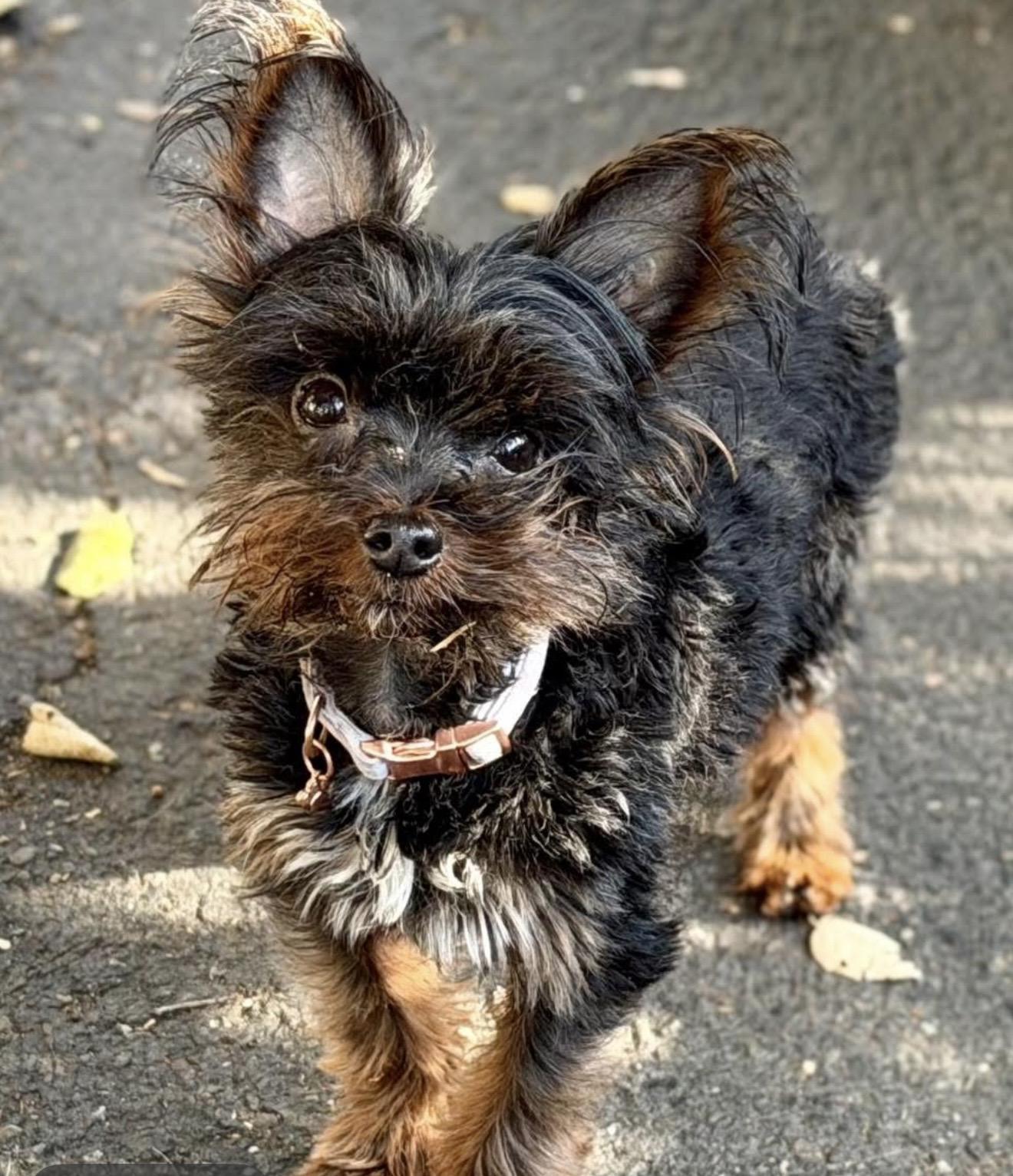 Diva, adopted, Adult Female Yorkshire Terrier.