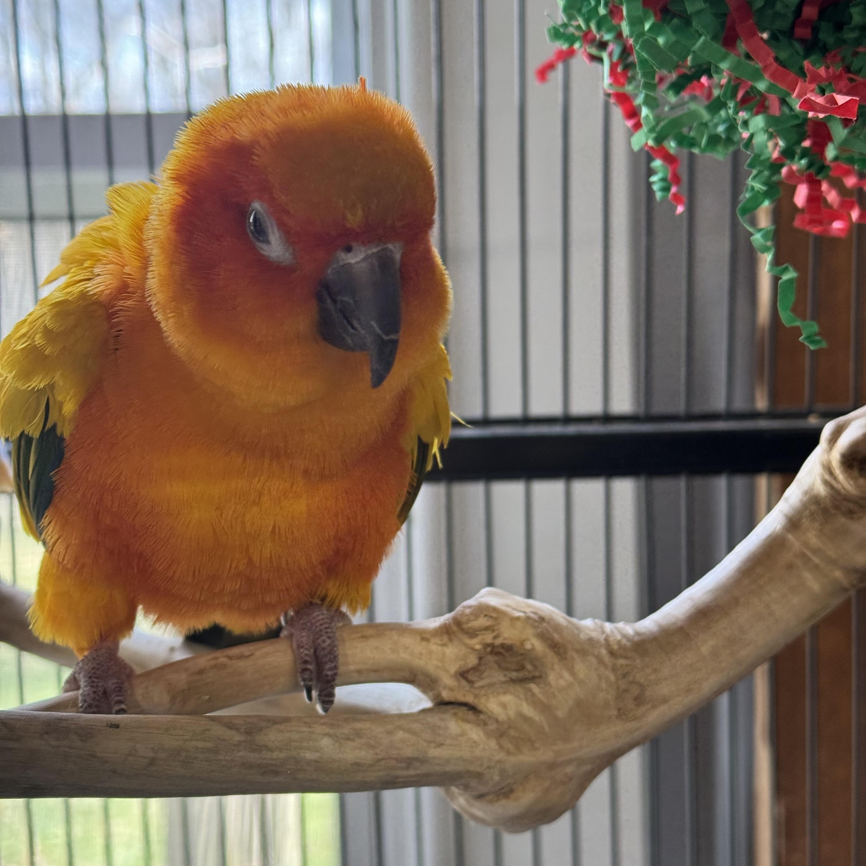 Enlarge Joseph, a Adopted Conure in Blairstown, NJ image 1/2