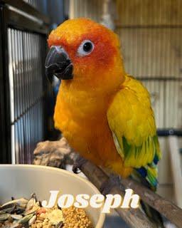 Joseph photo 2
