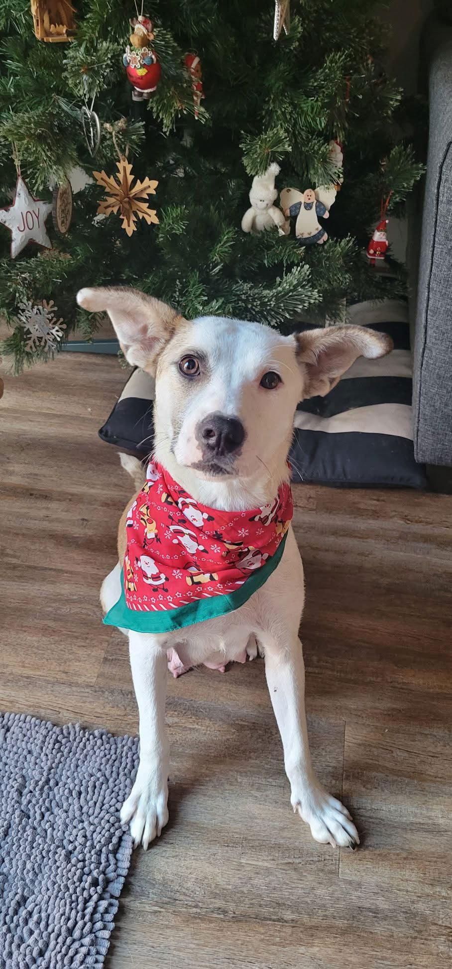 Enlarge Freya, a Adoptable Pit Bull Terrier in Saint Paul, MN image 1/3