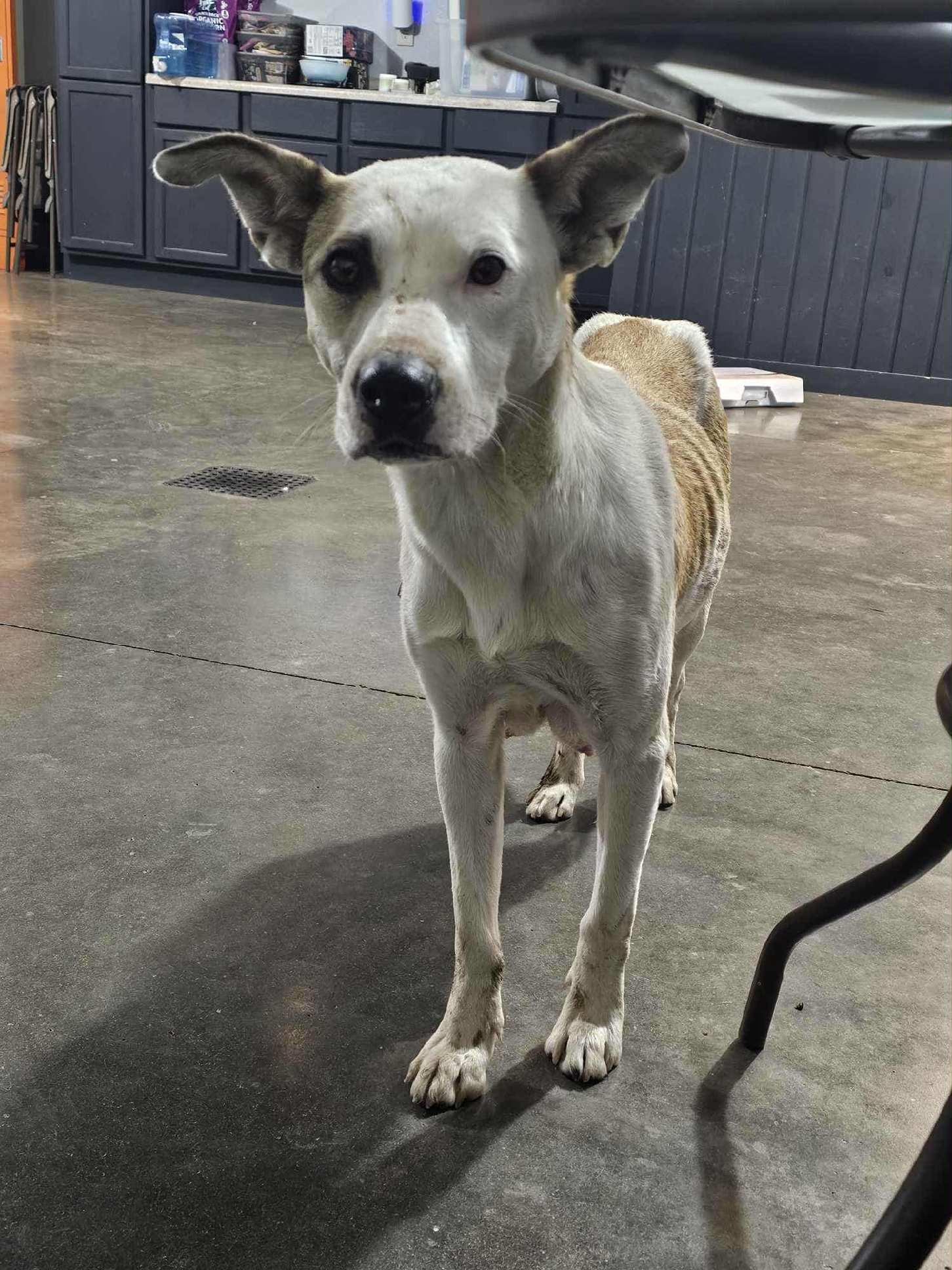 Enlarge Freya, a Adoptable Pit Bull Terrier in Saint Paul, MN image 2/3