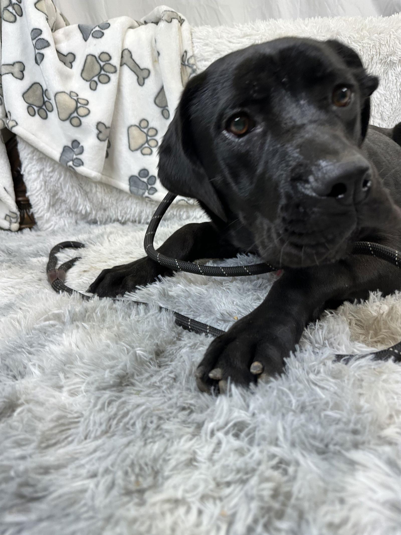 Enlarge Jessica Rabbit, a Adoptable Cane Corso image 1/3