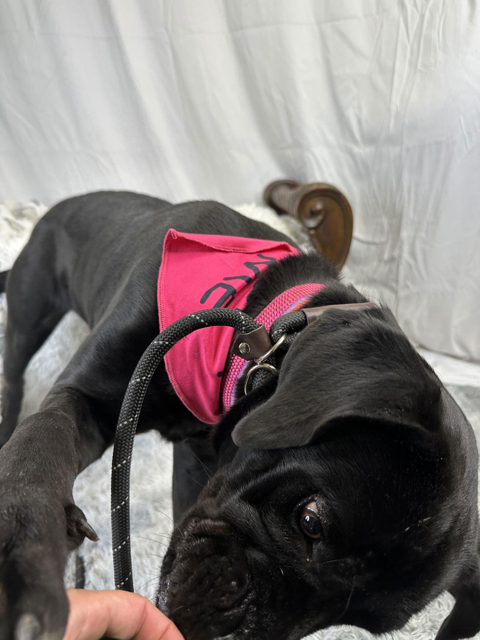 Enlarge Jessica Rabbit, a Adoptable Cane Corso image 2/3