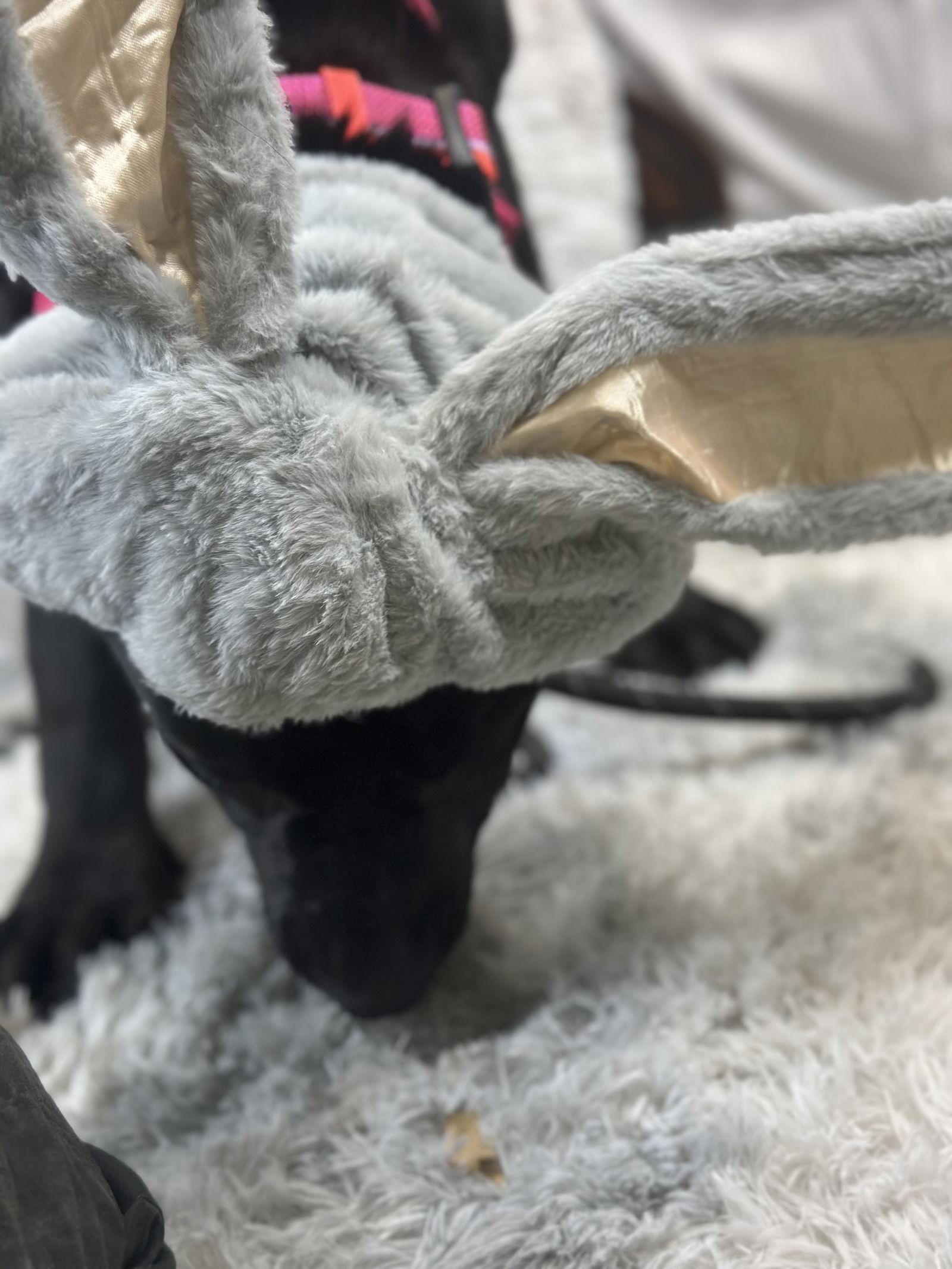 Enlarge Jessica Rabbit, a Adoptable Cane Corso image 3/3