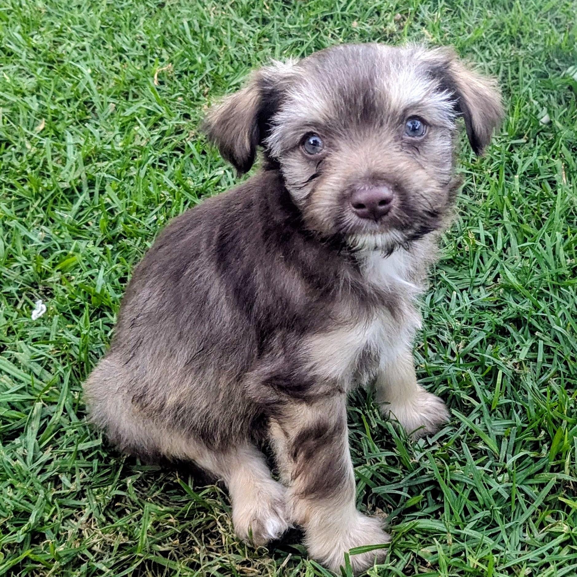 Tiny Tim thumbnail 3