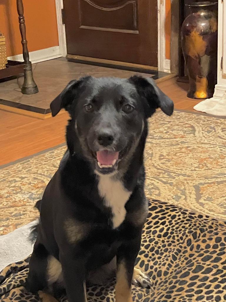 Angel, Adoptable, Young Female Mixed Breed.