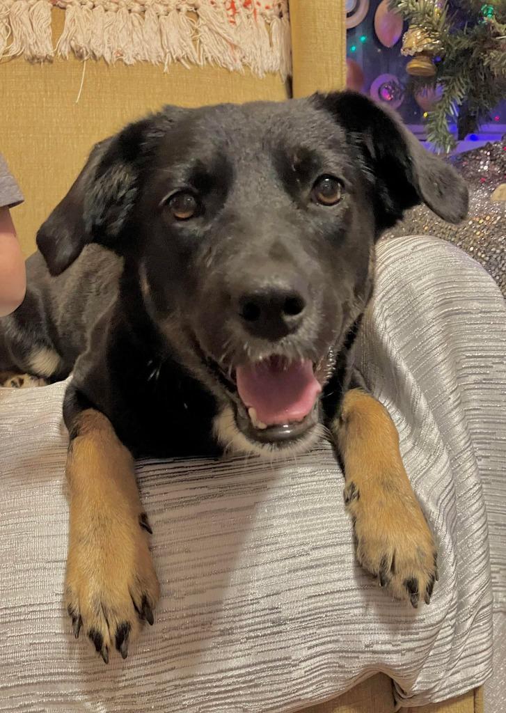 Enlarge Angel, a Adoptable mixed breed in Fond Du Lac, WI image 2/5