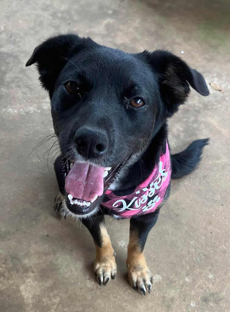 Enlarge Angel, a Adoptable mixed breed in Fond Du Lac, WI image 3/5