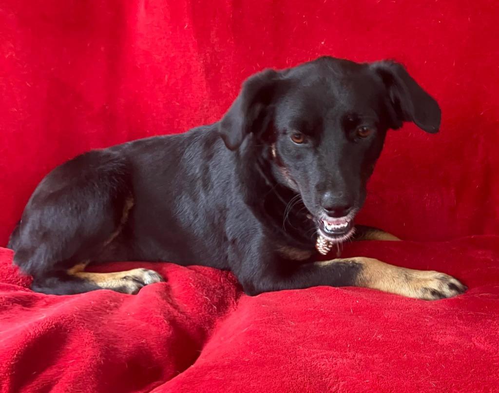 Enlarge Angel, a Adoptable mixed breed in Fond Du Lac, WI image 4/5