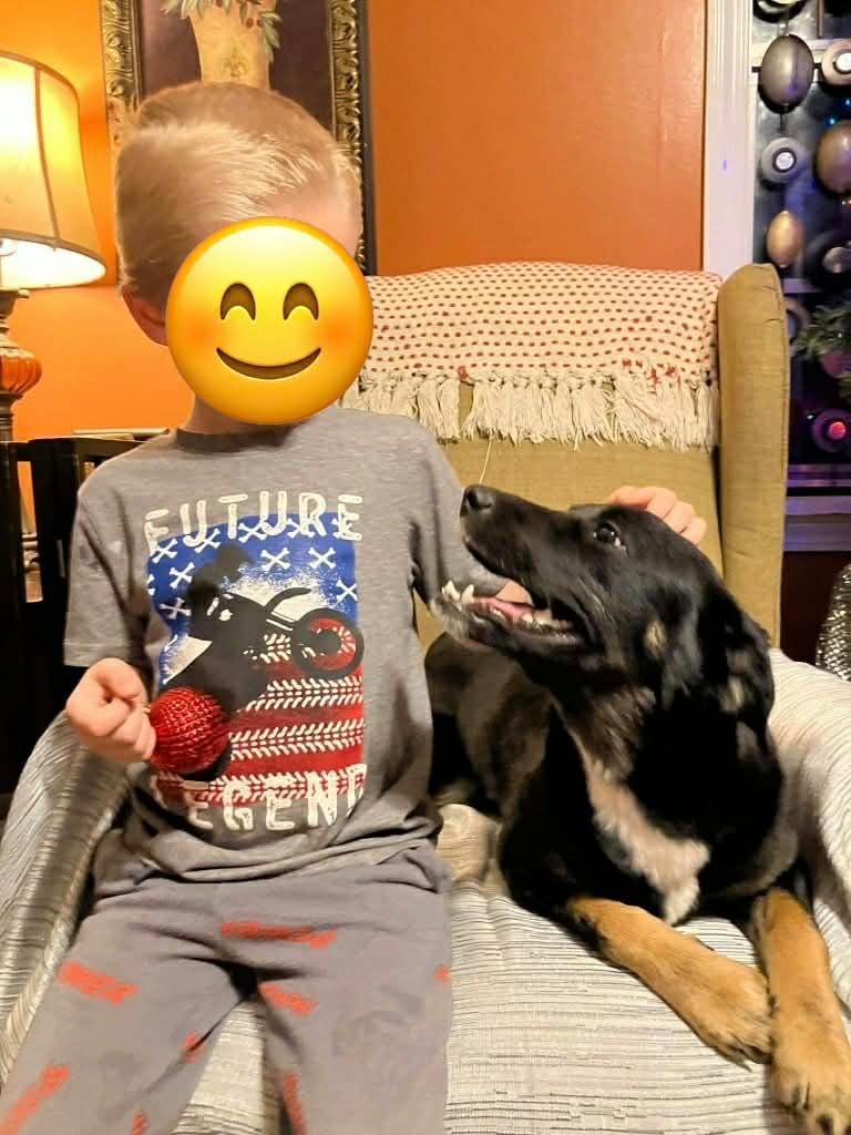 Enlarge Angel, a Adoptable mixed breed in Fond Du Lac, WI image 5/5