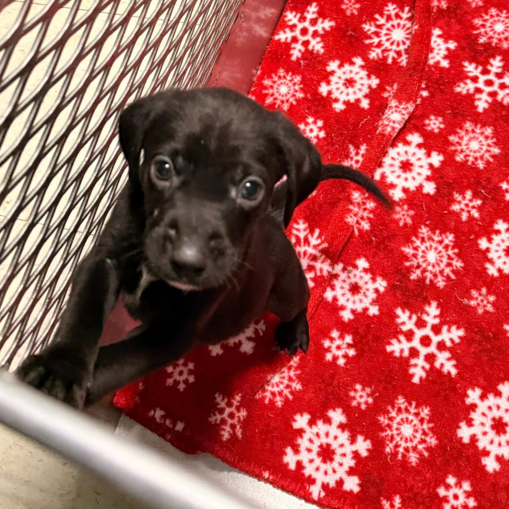 Enlarge Cash, a Adoptable Mixed Breed in Chariton, IA image 1/1