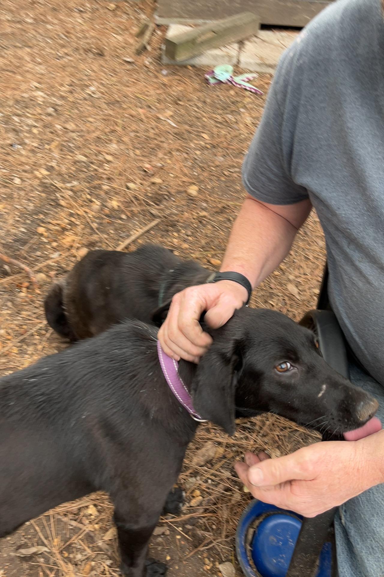 Enlarge Mittens, an adoptable mixed breed in Warrington, PA image 5/6