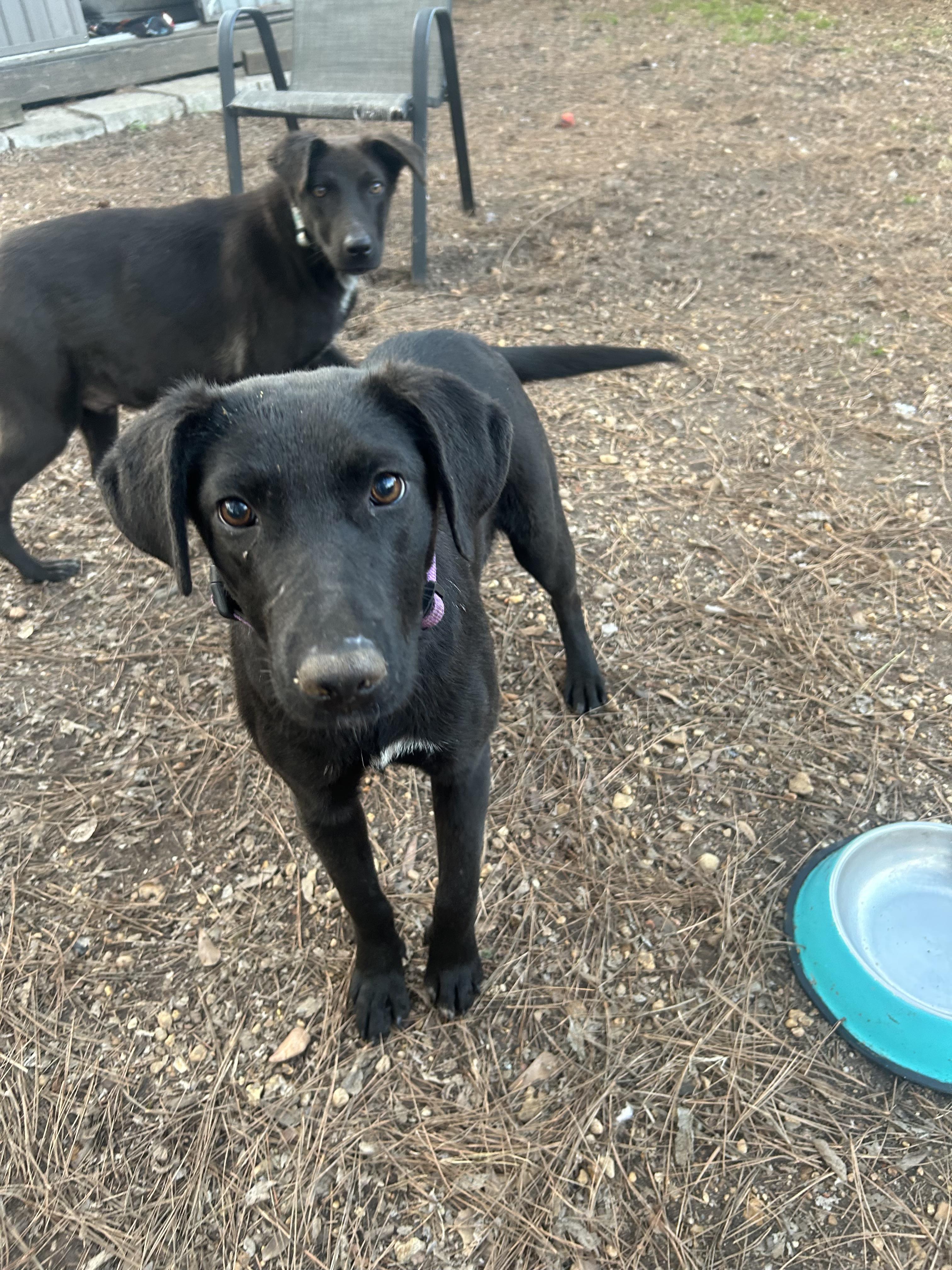 Enlarge Mittens, an adoptable mixed breed in Warrington, PA image 3/6