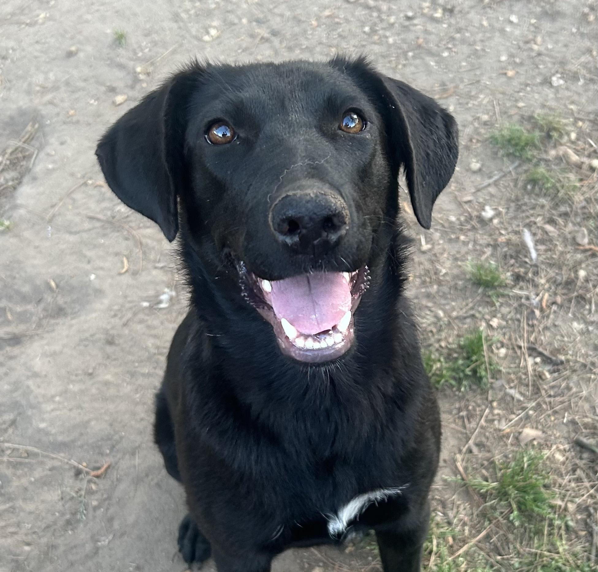 Mittens, adoptable, Puppy Female Labrador Retriever & German Shepherd Dog.
