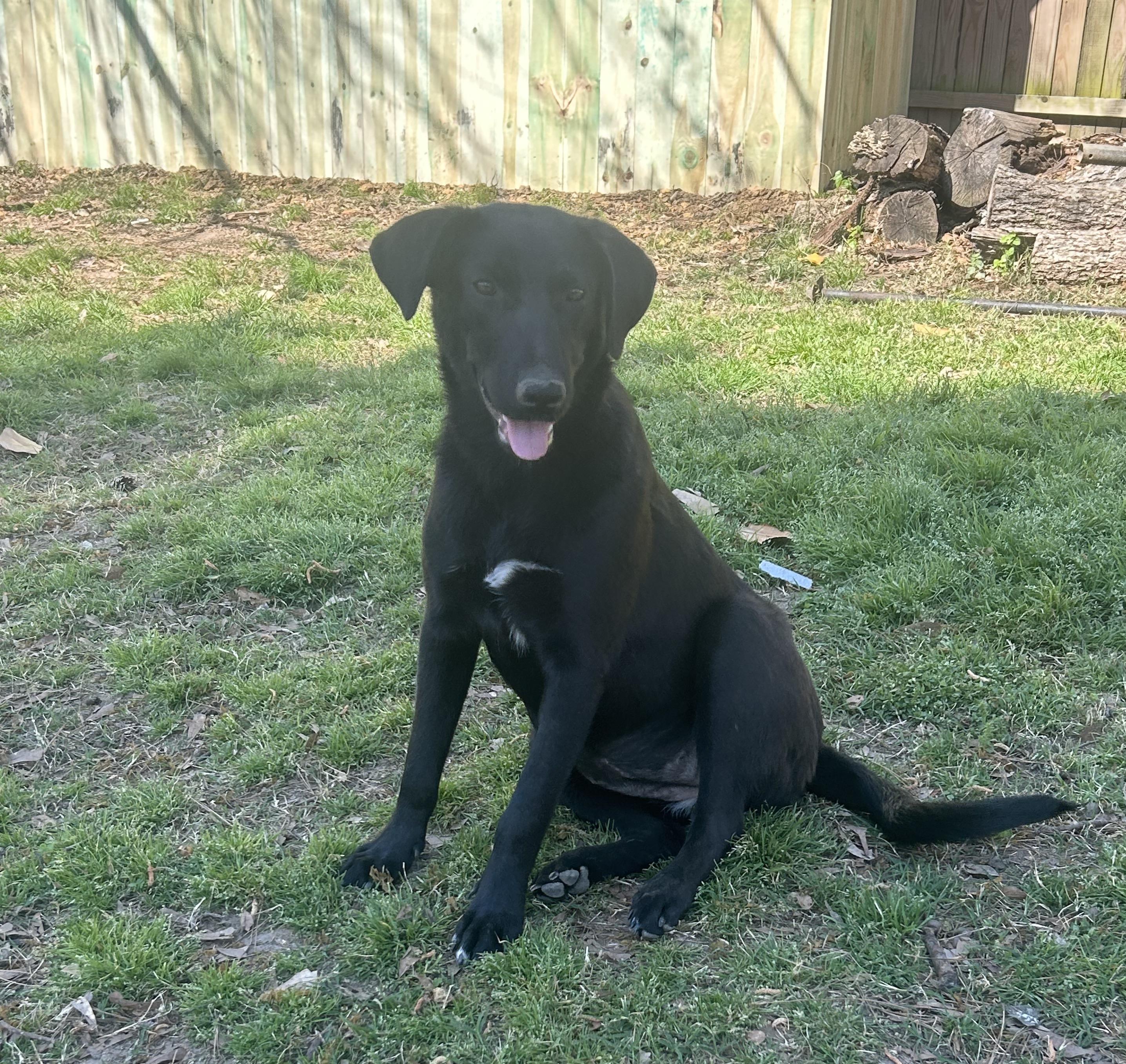 Enlarge Mittens, an adoptable mixed breed in Warrington, PA image 2/6