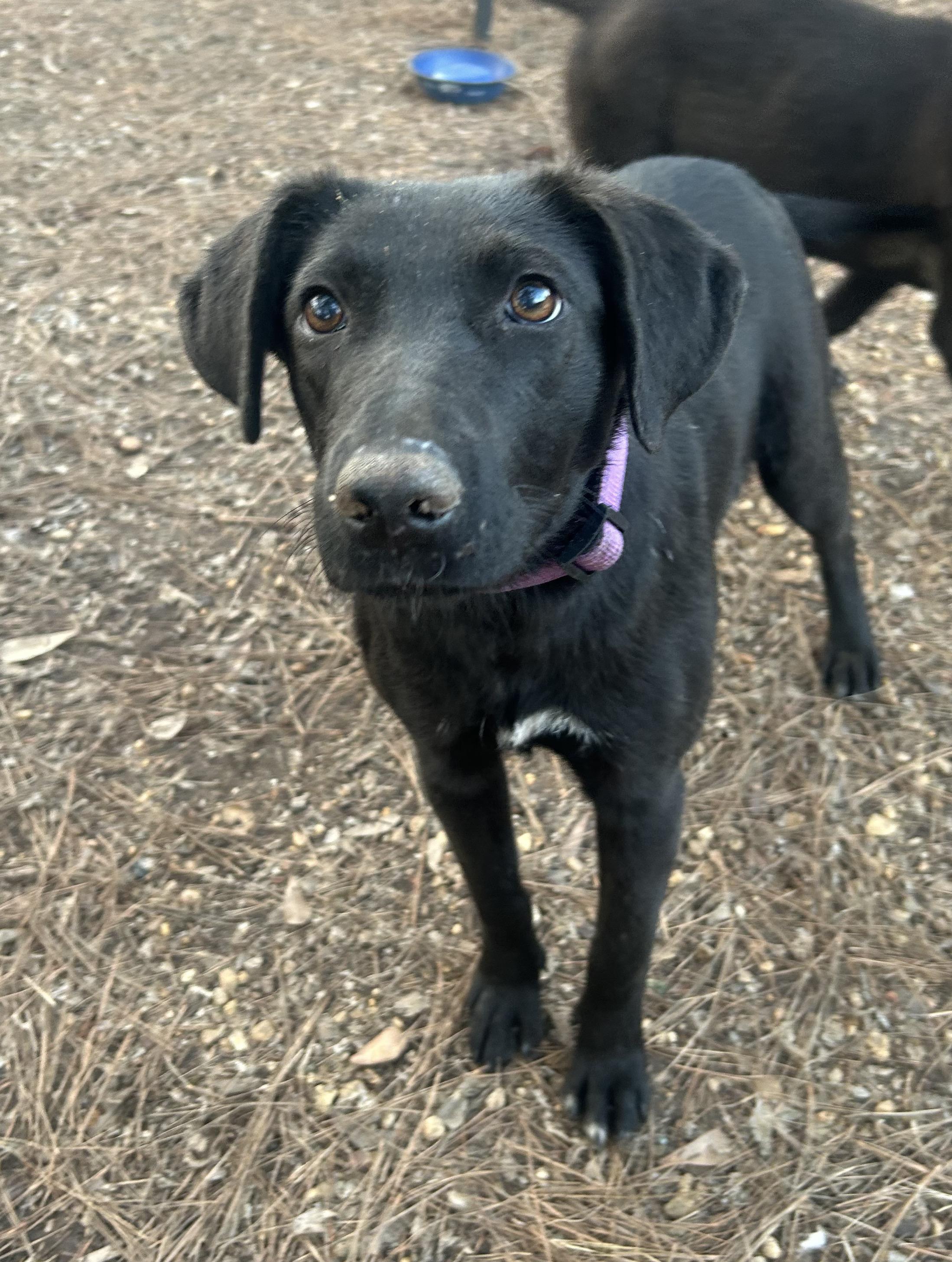 Enlarge Mittens, an adoptable mixed breed in Warrington, PA image 1/6