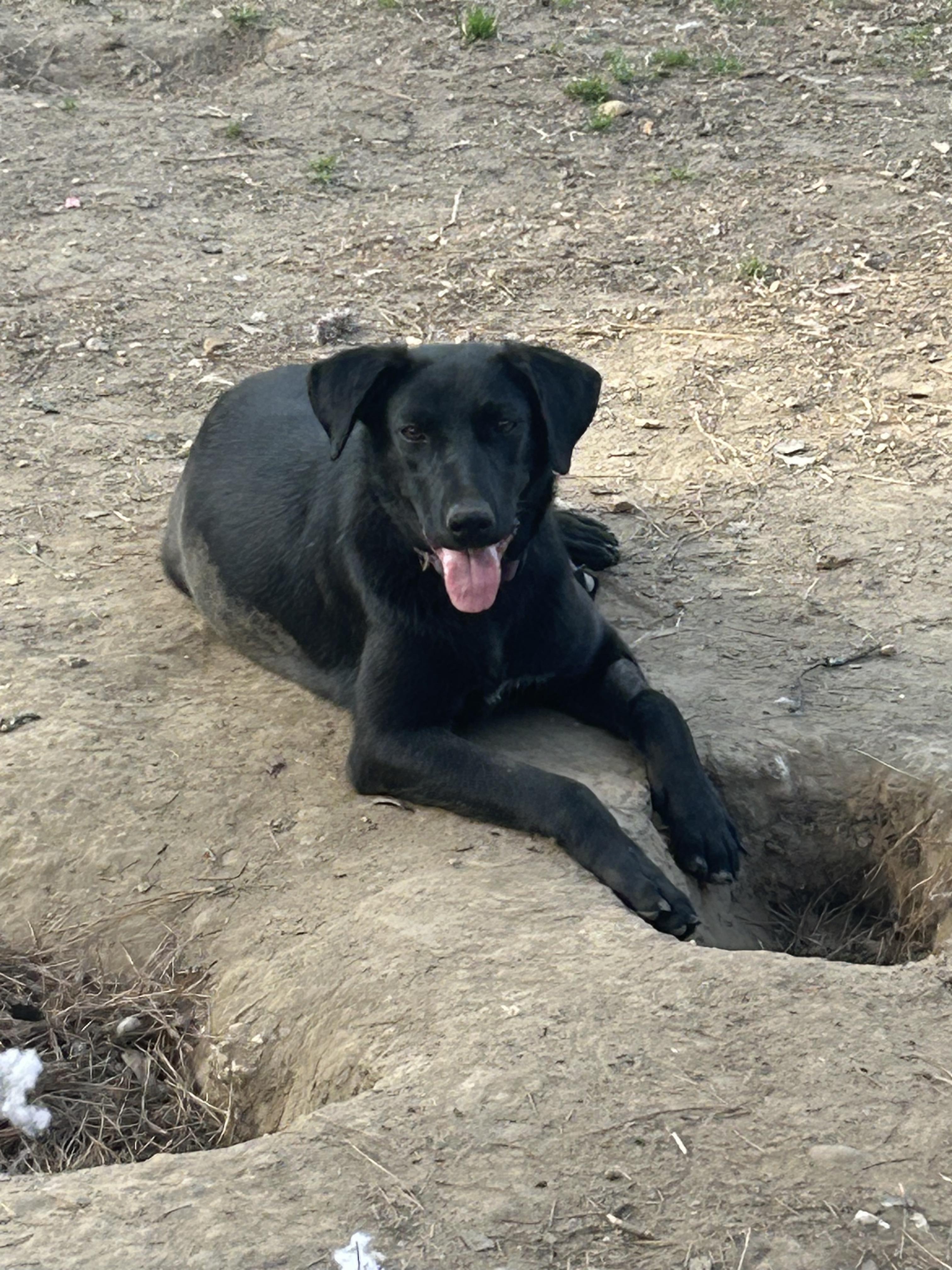 Enlarge Mittens, an adoptable mixed breed in Warrington, PA image 2/6
