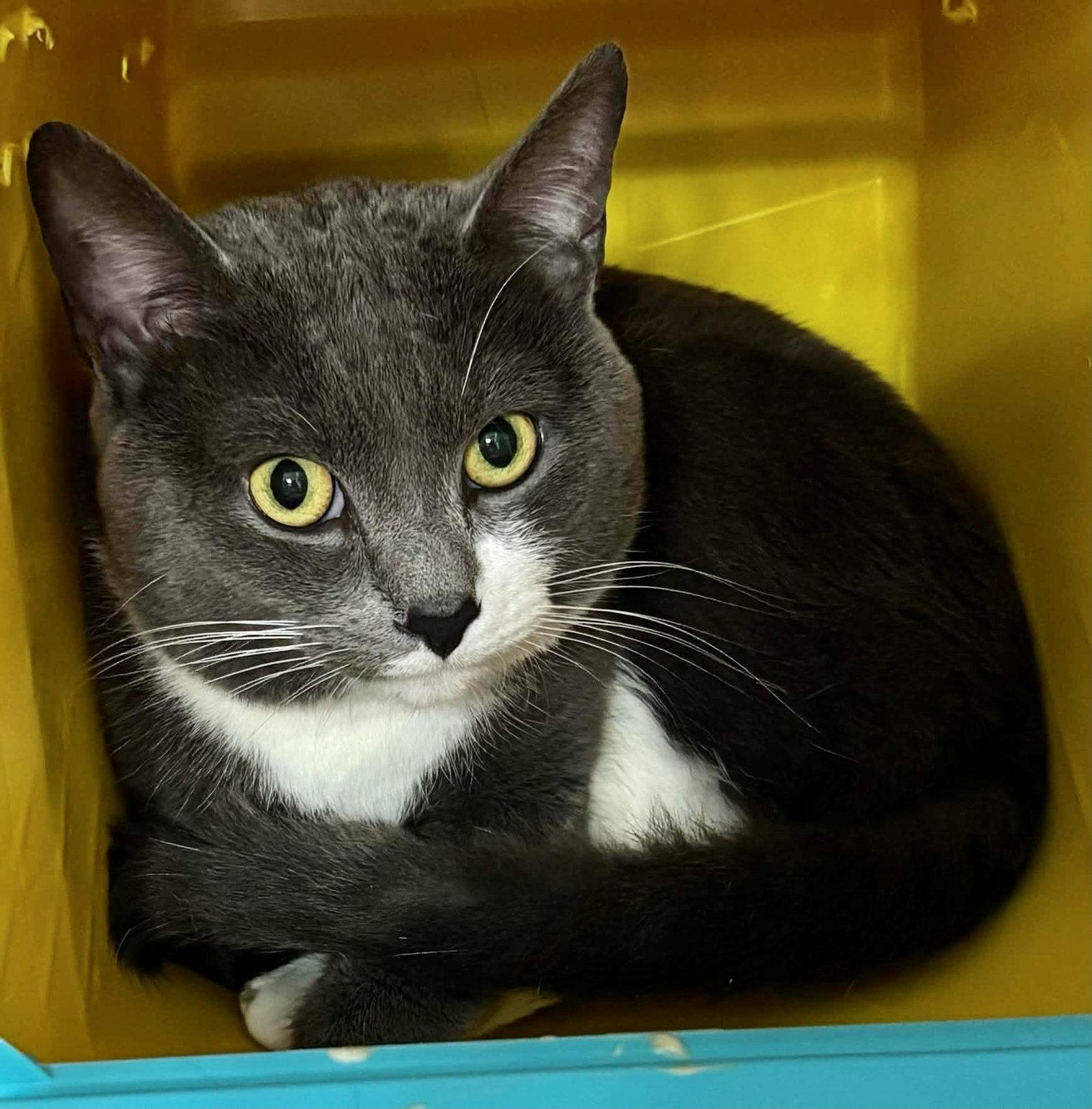 Rambo: Adoption pending, Adopted, Adult Male Domestic Short Hair.