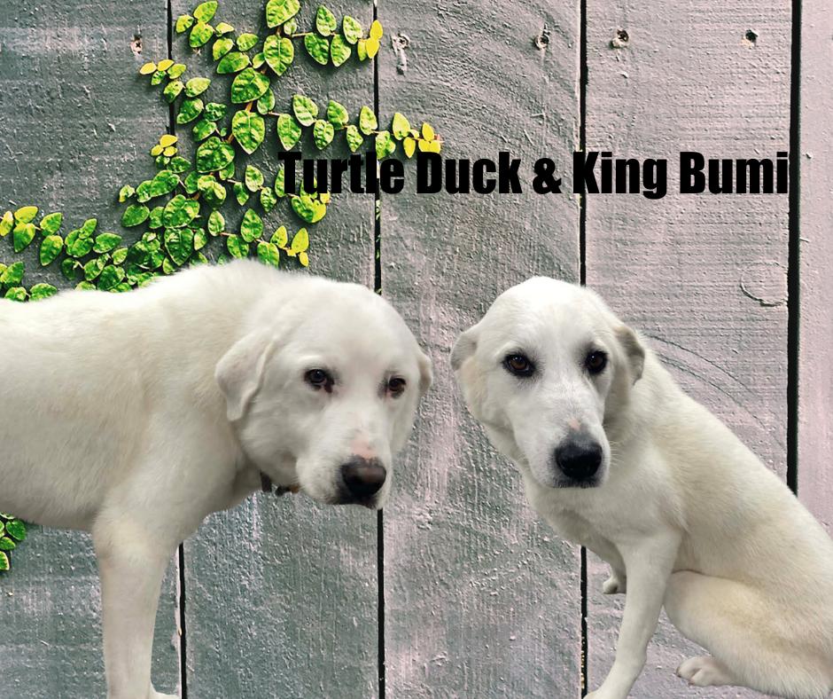 Enlarge Momo, Turtle Duck, and King Bumi, a ADOPTABLE mixed breed in Marshville, NC image 4/6