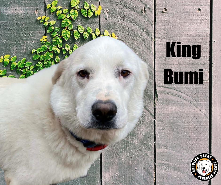 Enlarge Momo, Turtle Duck, and King Bumi, a ADOPTABLE mixed breed in Marshville, NC image 5/6