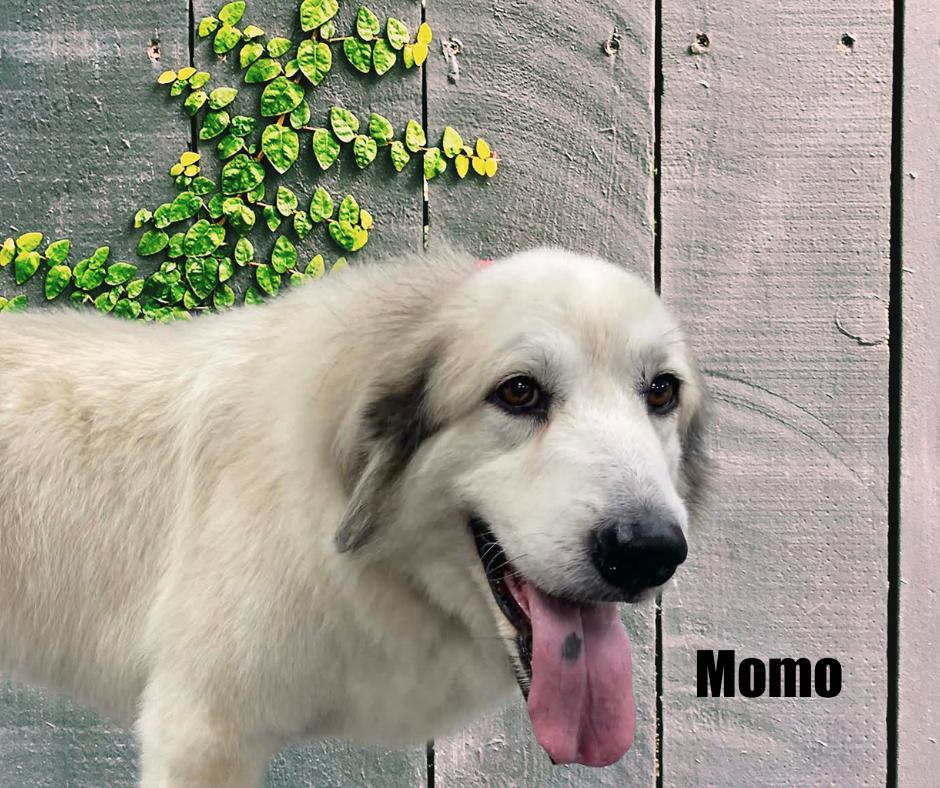Enlarge Momo, Turtle Duck, and King Bumi, a ADOPTABLE mixed breed in Marshville, NC image 2/6