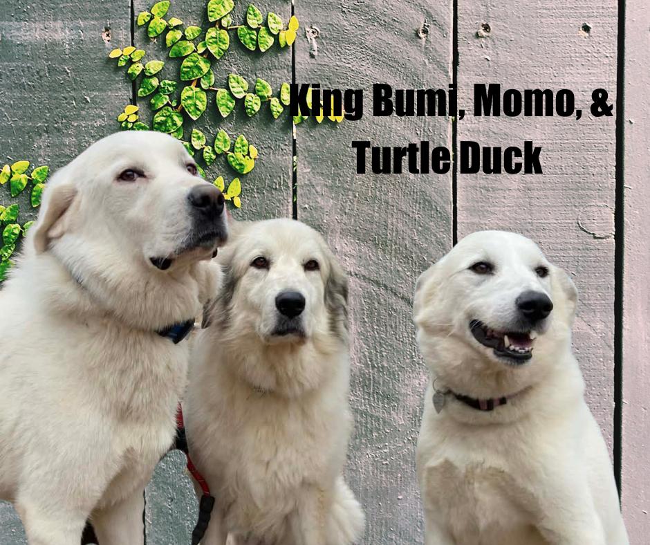 Enlarge Momo, Turtle Duck, and King Bumi, a ADOPTABLE mixed breed in Marshville, NC image 1/6