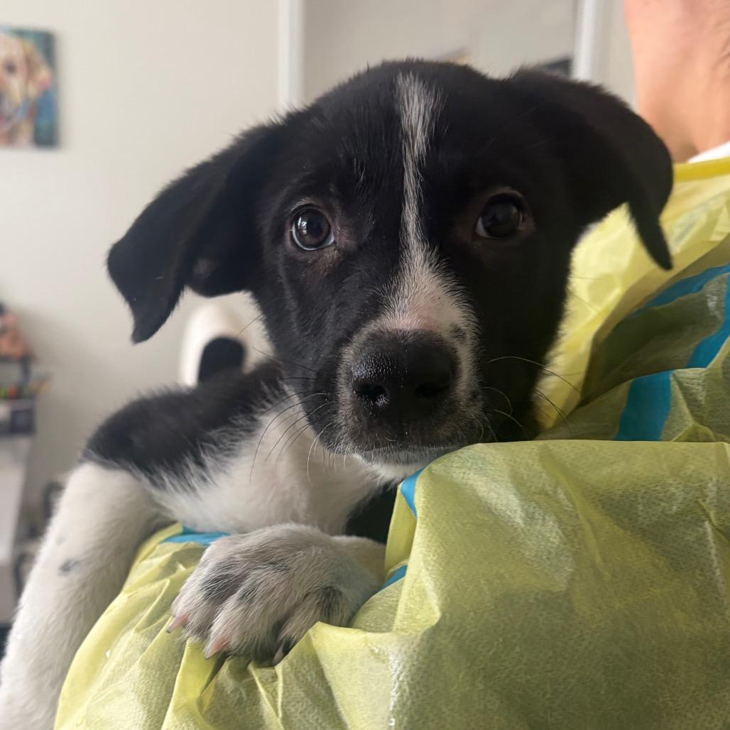 Myrtle, Adoptable, Puppy Female McNab.