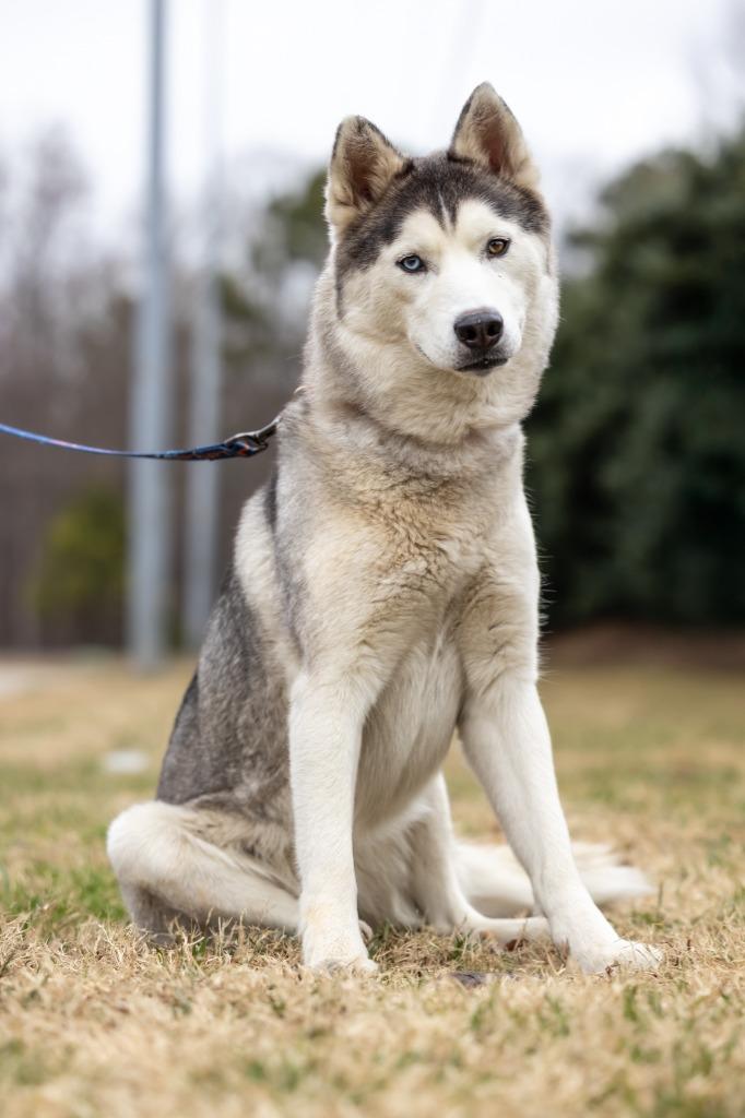 Enlarge Goosey, a Adoptable mixed breed in Raleigh, NC image 1/6