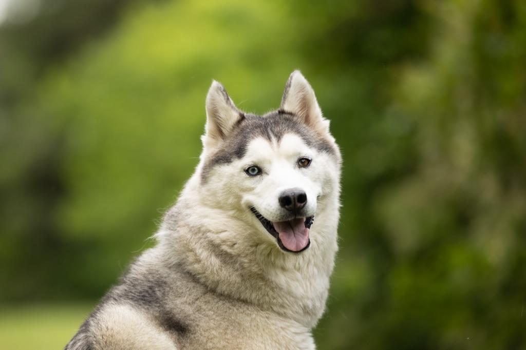 Goosey, Adoptable, Adult Female Husky & Mixed Breed.