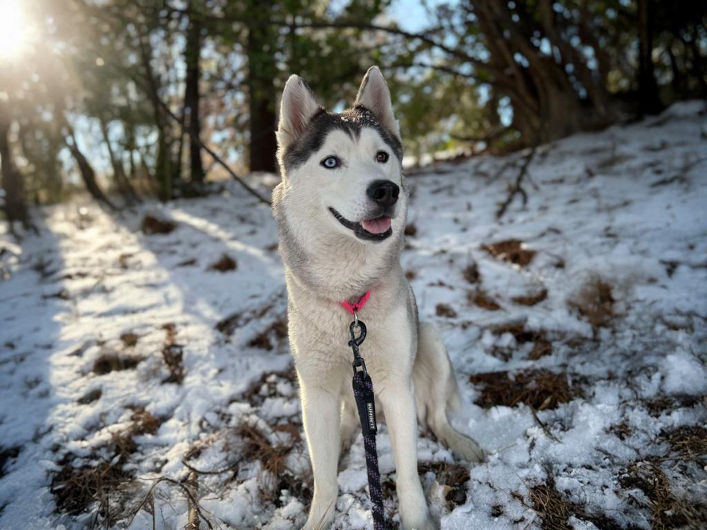 Enlarge Goosey, a Adoptable mixed breed in Raleigh, NC image 1/6
