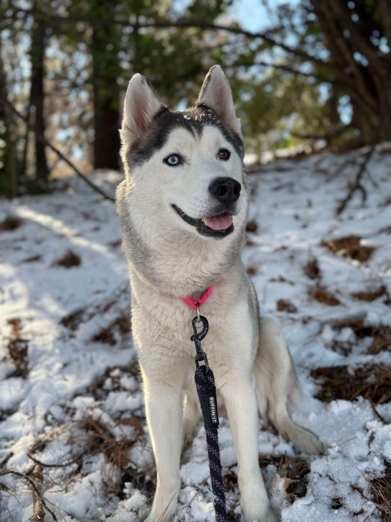Goosey, Adoptable, Adult Female Husky & Mixed Breed.