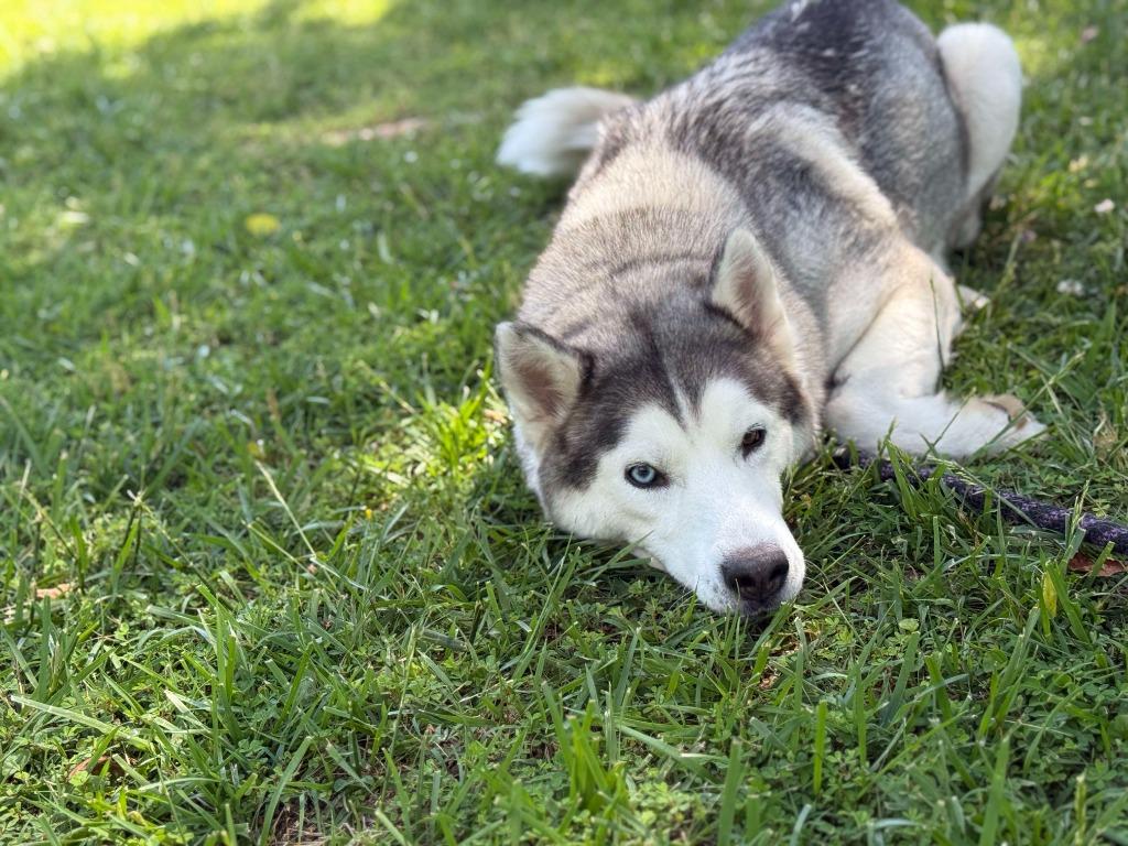 Enlarge Goosey, a Adoptable mixed breed in Raleigh, NC image 2/6