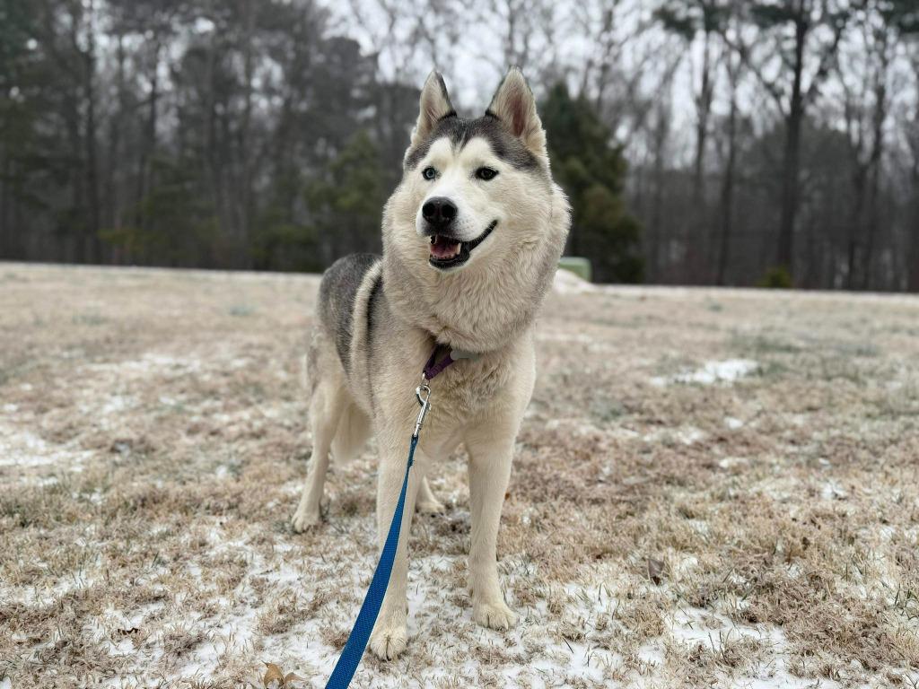 Enlarge Goosey, a Adoptable mixed breed in Raleigh, NC image 3/6