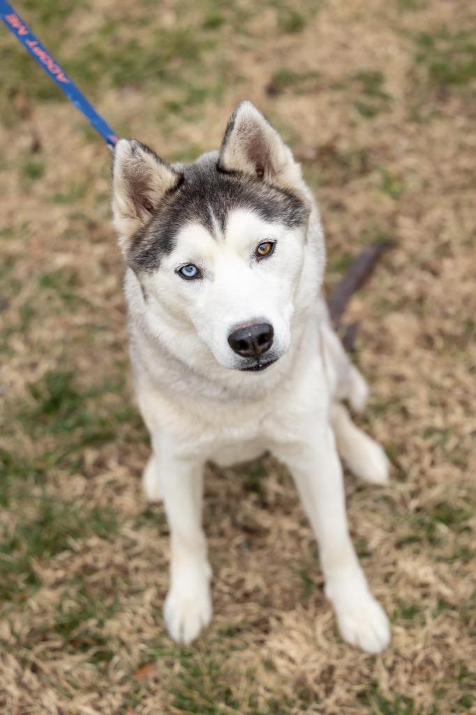 Enlarge Goosey, a Adoptable mixed breed in Raleigh, NC image 2/6