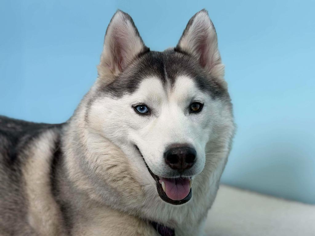 Enlarge Goosey, a Adoptable mixed breed in Raleigh, NC image 3/6
