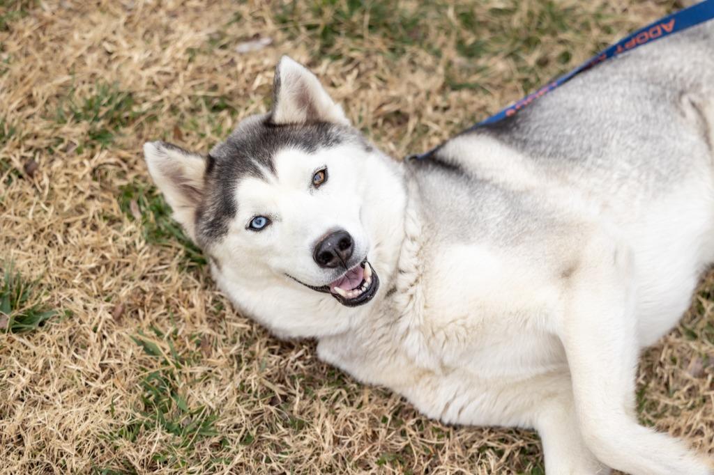 Enlarge Goosey, a Adoptable mixed breed in Raleigh, NC image 4/6
