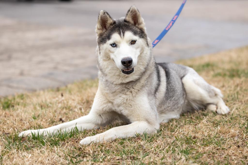 Enlarge Goosey, a Adoptable mixed breed in Raleigh, NC image 3/6