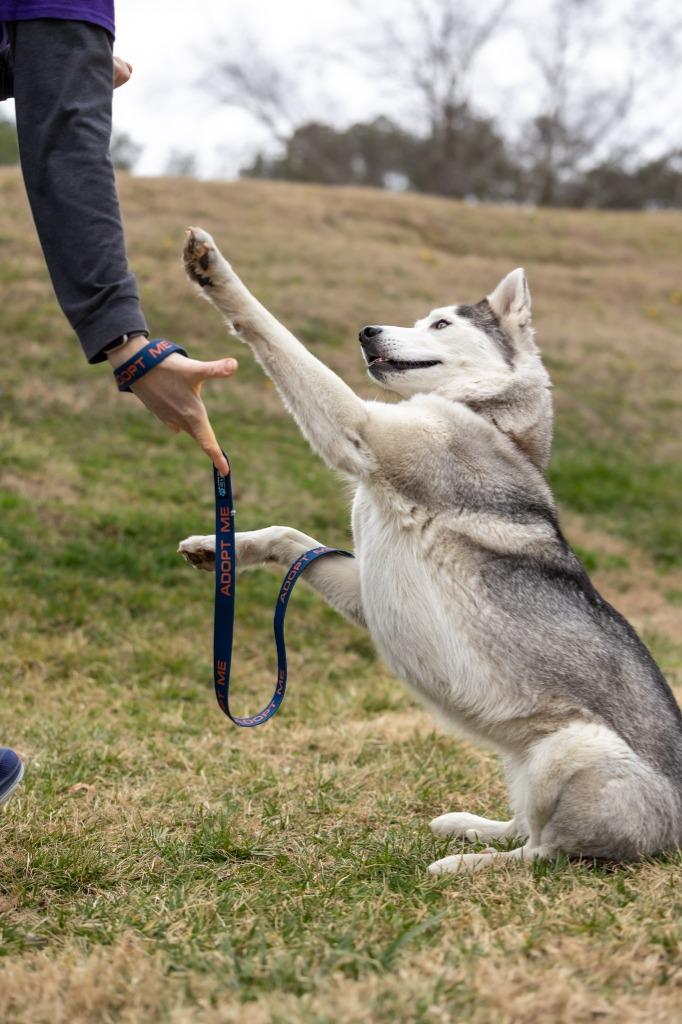 Enlarge Goosey, a Adoptable mixed breed in Raleigh, NC image 6/6