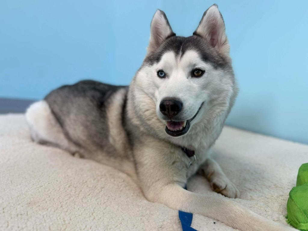 Enlarge Goosey, a Adoptable mixed breed in Raleigh, NC image 5/6