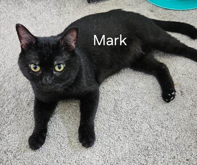 Cat for adoption - Mark, a Domestic Short Hair in Zimmerman, MN | Petfinder