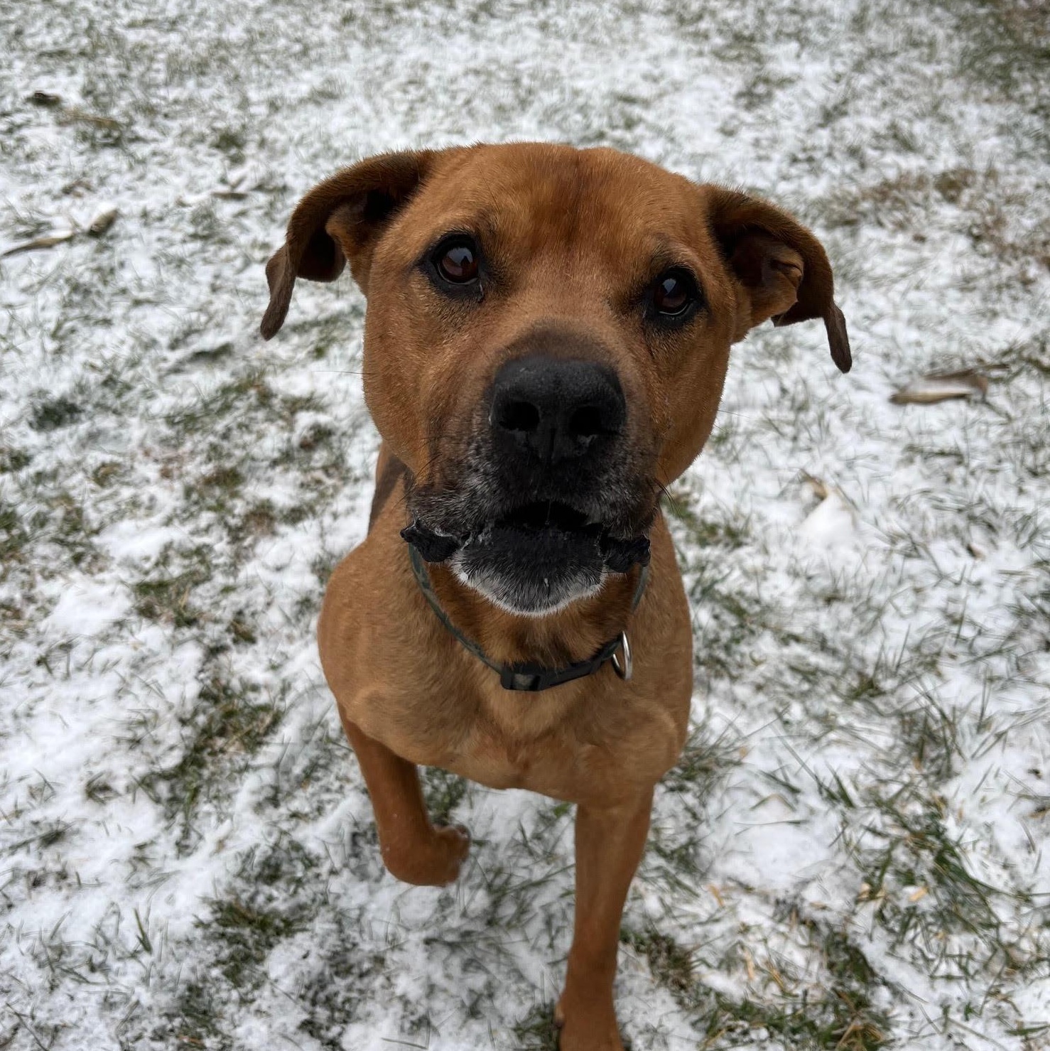 Enlarge Buddy, a ADOPTABLE mixed breed in West Jefferson, OH image 2/3