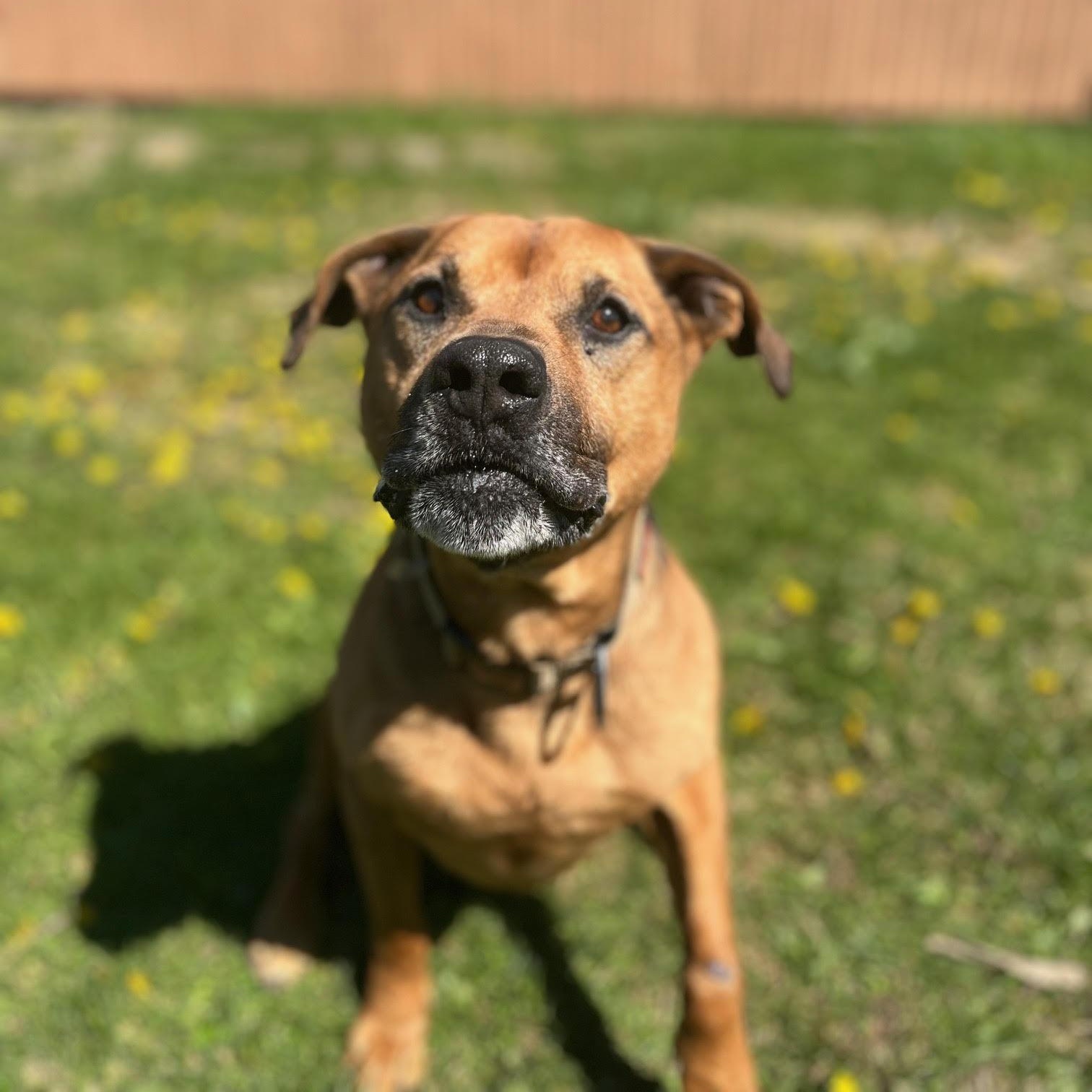 Enlarge Buddy, an adoptable mixed breed in West Jefferson, OH image 4/5