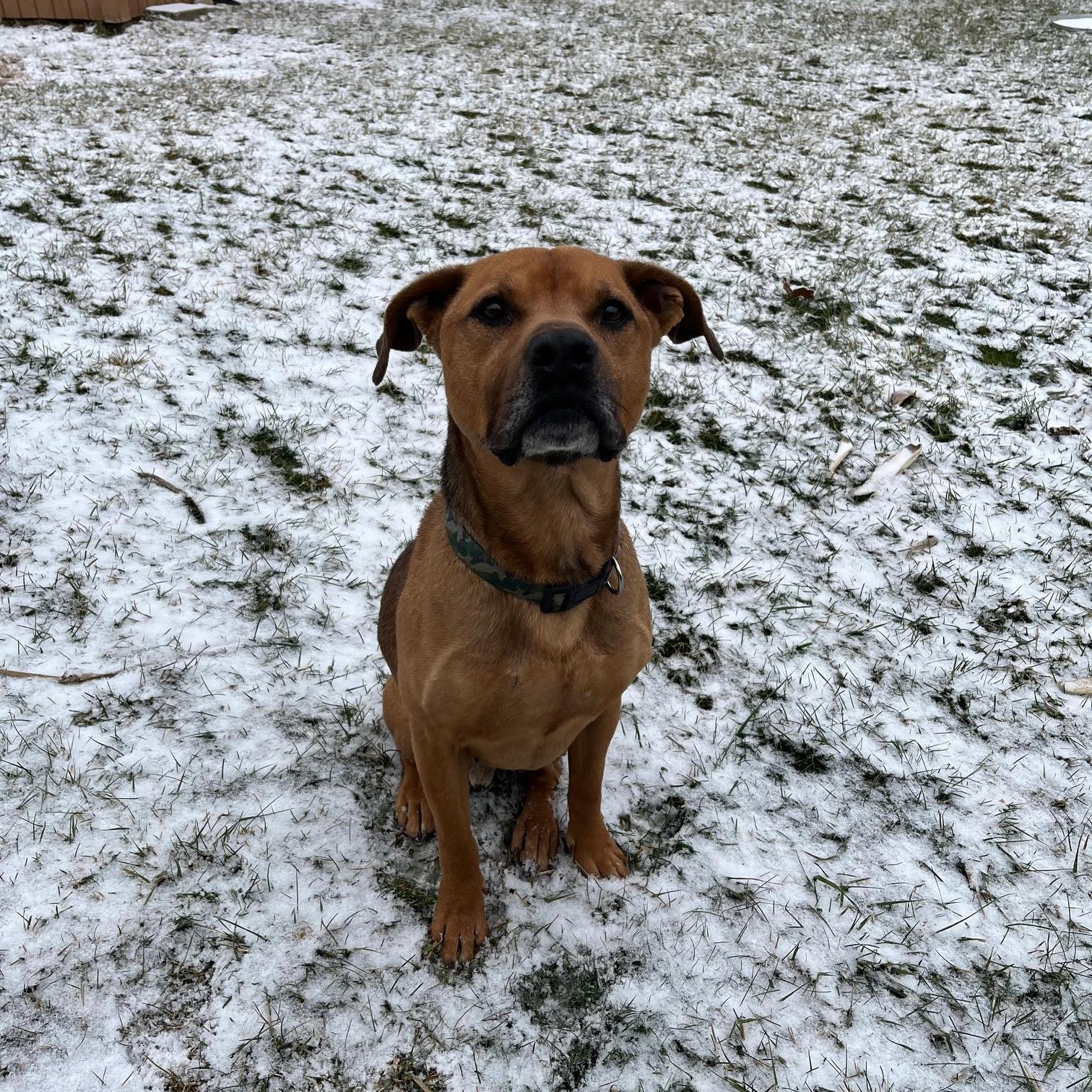 Enlarge Buddy, a ADOPTABLE mixed breed in West Jefferson, OH image 1/3