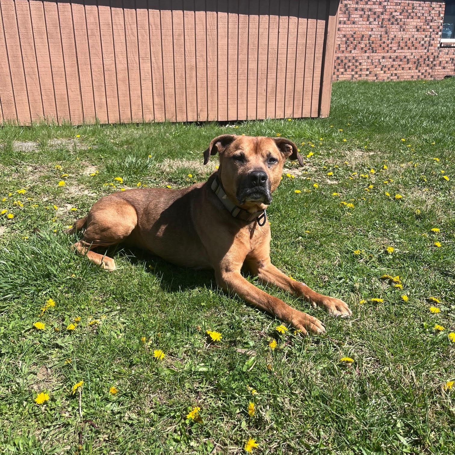 Enlarge Buddy, an adoptable mixed breed in West Jefferson, OH image 5/5