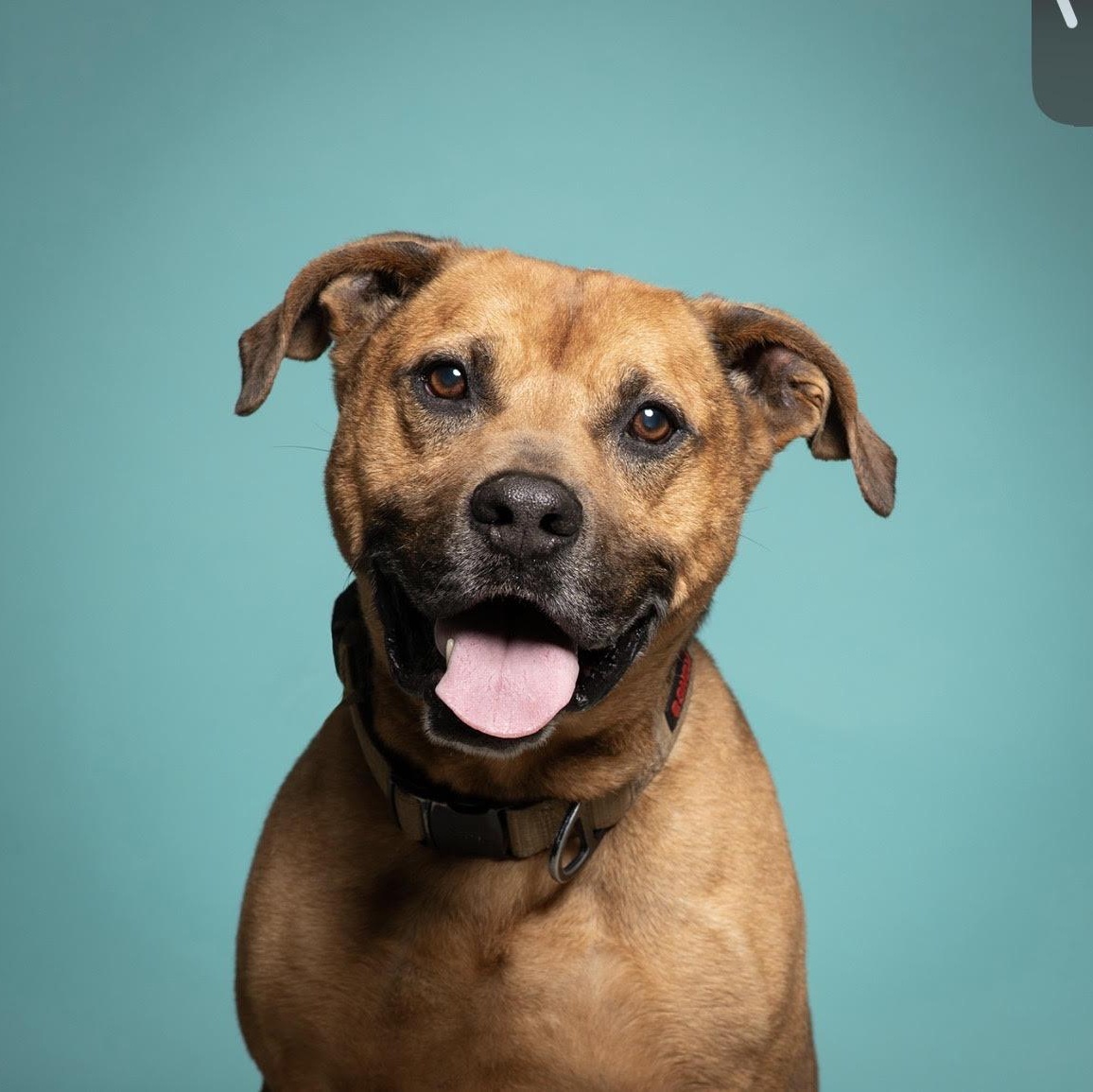 Buddy, adoptable, Senior Male Hound & Shepherd.