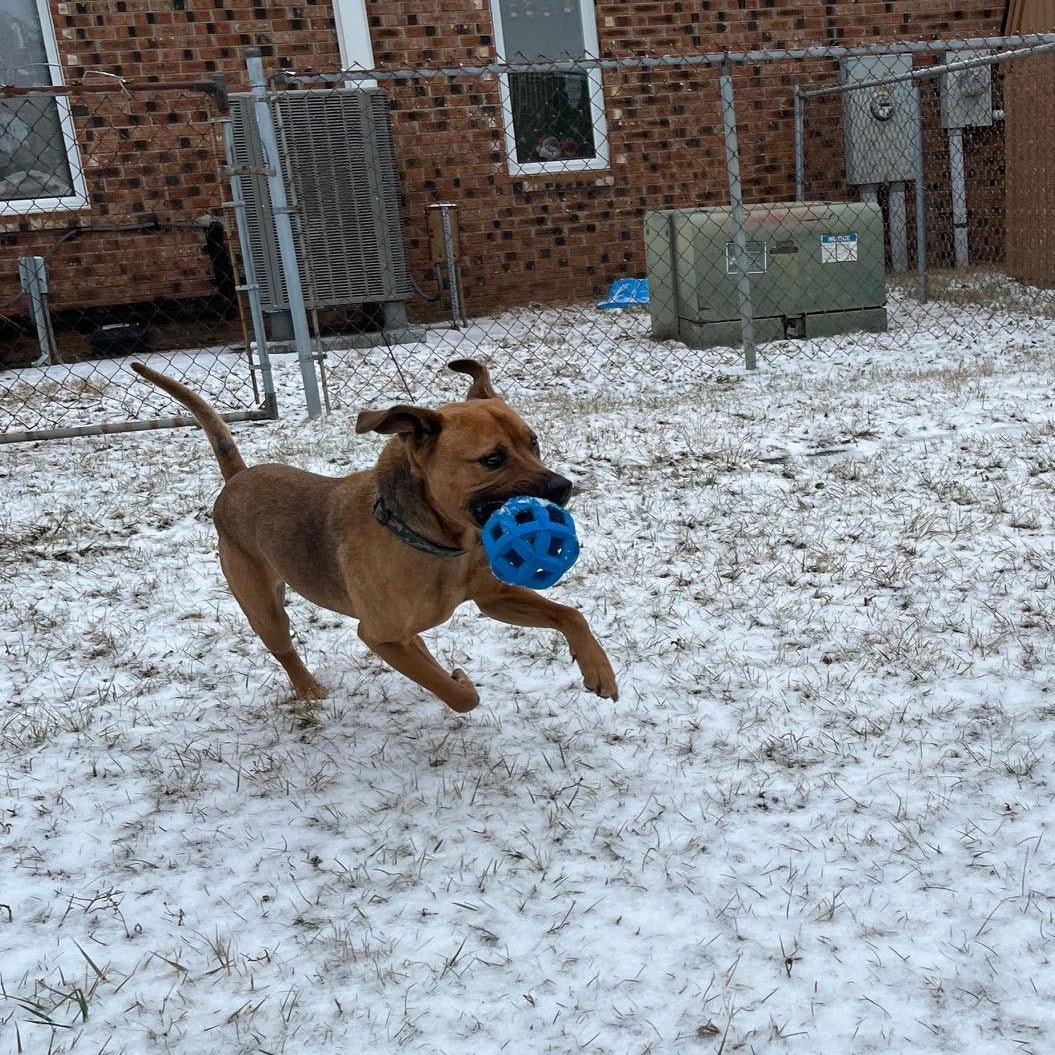Enlarge Buddy, a ADOPTABLE mixed breed in West Jefferson, OH image 3/3