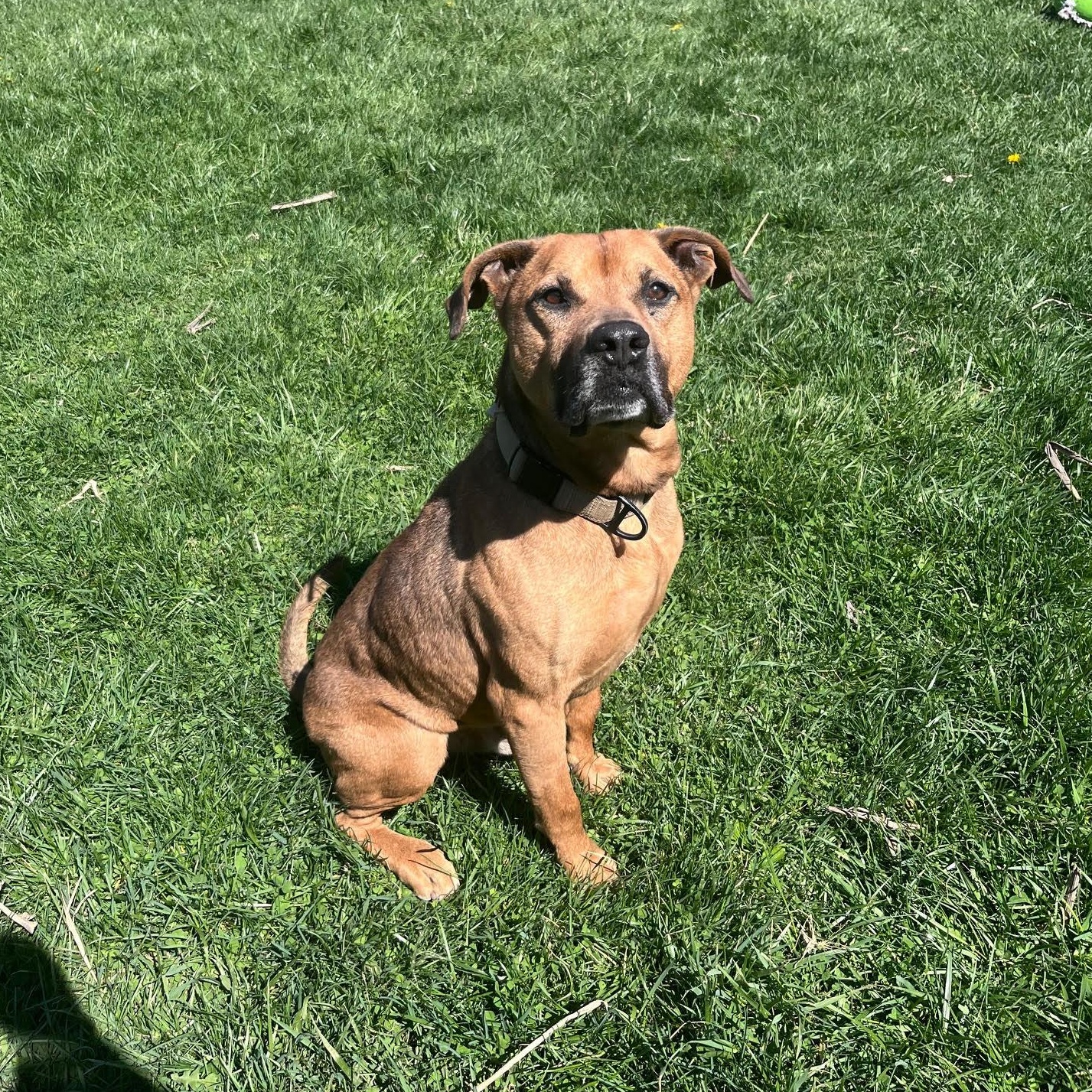 Enlarge Buddy, an adoptable mixed breed in West Jefferson, OH image 3/5