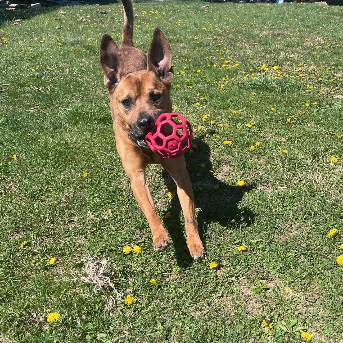 Buddy, adoptable, Senior Male Hound & Shepherd.