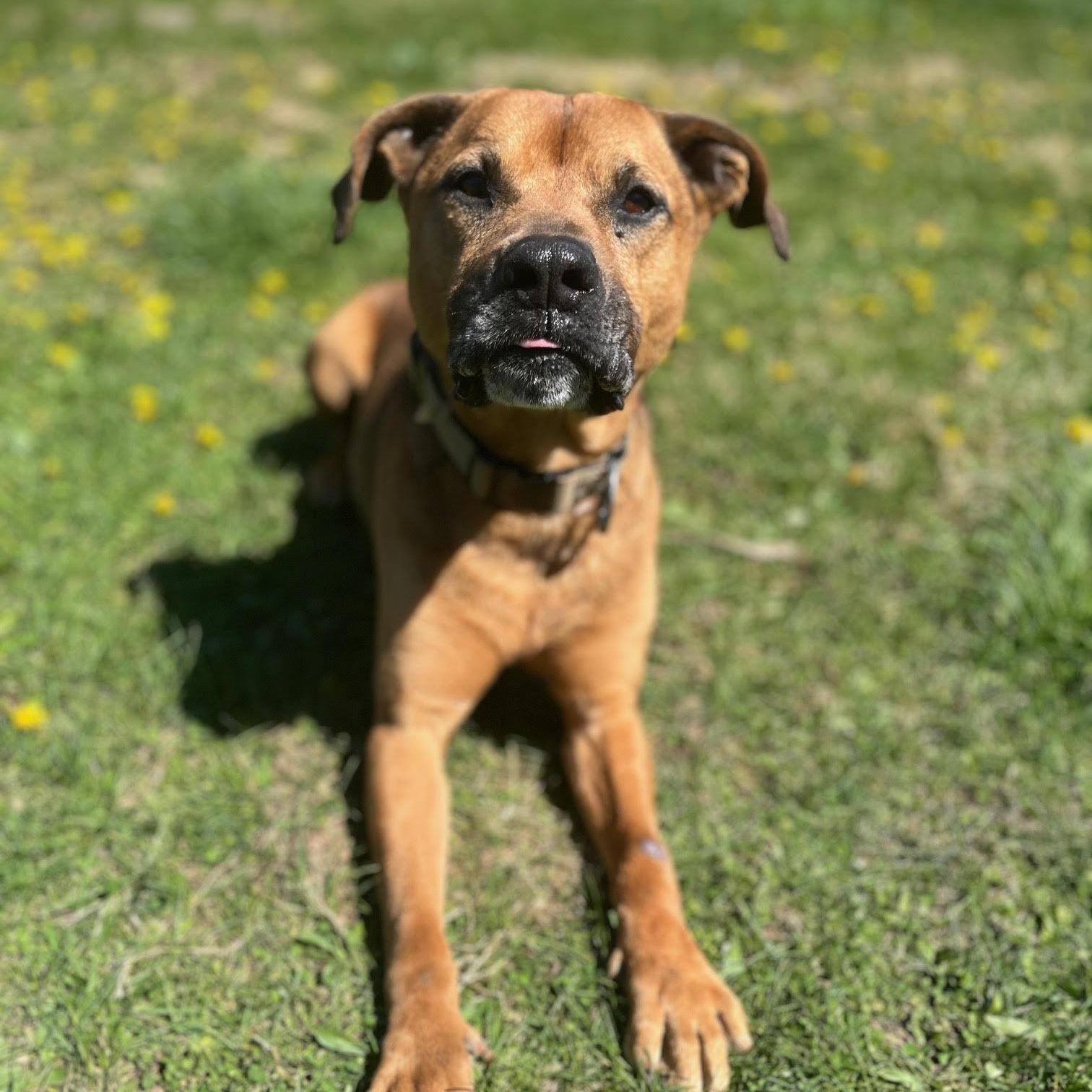 Blame Me For Your Farts, ADOPTABLE, Senior Male Hound & Shepherd.
