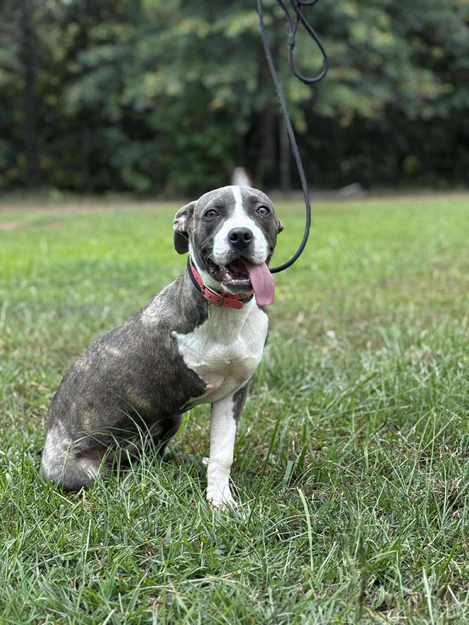 Xena the Tri-Pawed!